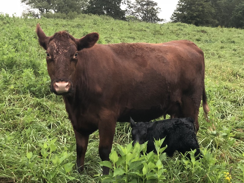 Ivy Croft - All Natural Angus Cow Calf Farm Forest, Virginia